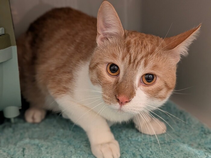 Zauberhafte Samtpfote Enzo