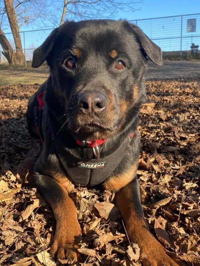 Trauriges Warten auf einen liebevollen Hundekenner