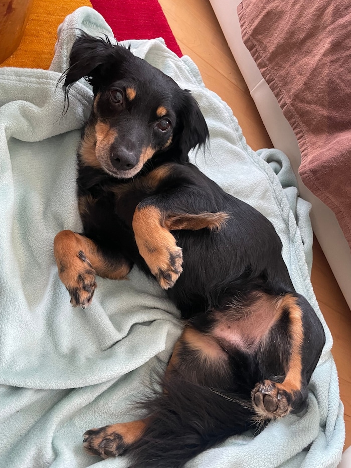 Wo ist nur dieses kleine Hündchen?