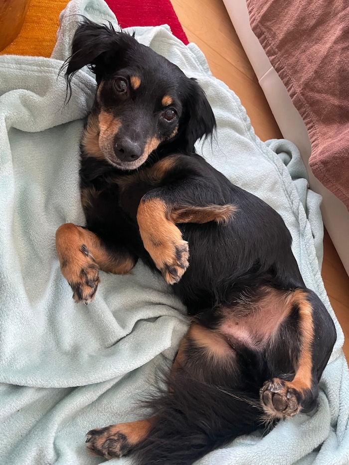 Wer hat Hinweise über den Verbleib von Willi?