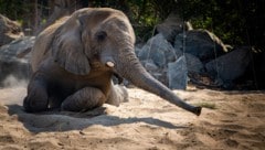 Ein afrikanischer Elefant (Symbolbild)