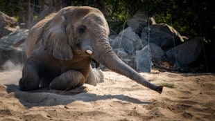 Ein afrikanischer Elefant (Symbolbild)