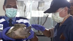 Ein Australier hatte 101 Reptilien verpackt, die er per Post von Südkorea bis Rumänien ...