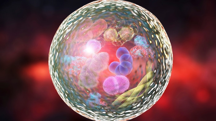 Die unterschiedlichen Zellbestandteile arbeiten zusammen und bilden unsere Lebensgrundlage.