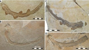 Das Fossil aus Bayern stellt die Evolution der Haie infrage