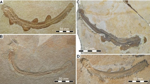 Das Fossil aus Bayern stellt die Evolution der Haie infrage