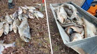 Abtransport erfolgte mit Sattelschlepper: Kolportiert werden mindestens 20 Tonnen an verendeten ...