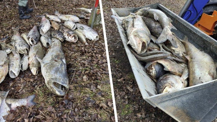 Abtransport erfolgte mit Sattelschlepper: Kolportiert werden mindestens 20 Tonnen an verendeten ...