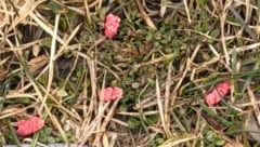 So sahen die präparierten Köder aus. 