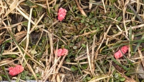 So sahen die präparierten Köder aus. 