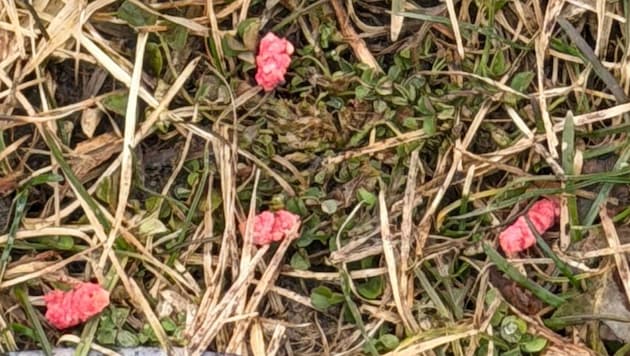 So sahen die präparierten Köder aus.