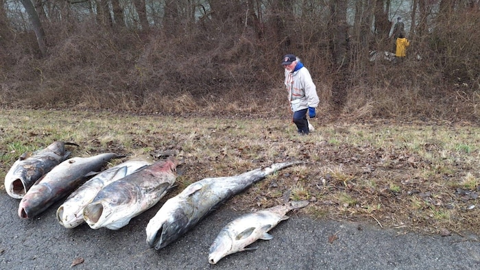 Ausgewachsene Prachtfische – Stück für Stück aus dem Eiswasser gezogen: Da geht jedem das ...