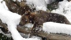 In der Slowakei sind drei verwaiste Bärenkinder in einen Zoo gebracht worden, nachdem ihre ...