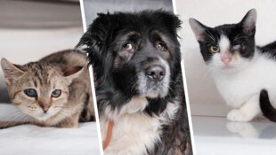 Die Arche Noah konnte elf Katzen und eine Hündin retten.