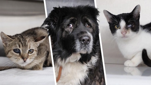 Die Arche Noah konnte elf Katzen und eine Hündin retten.