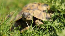Auf Golem Grad lebt die Griechische Landschildkröte. (Symbolbild)
