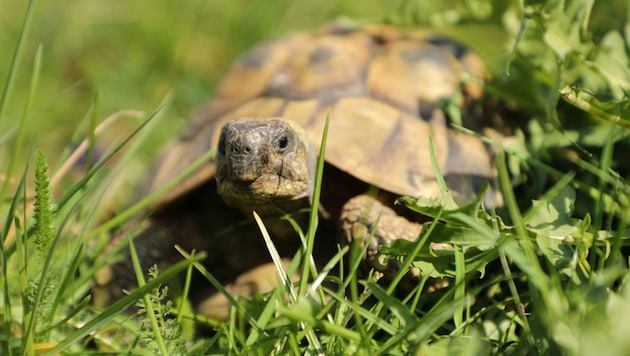 Auf Golem Grad lebt die Griechische Landschildkröte. (Symbolbild)