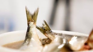 Traditioneller Heringsschmaus – doch warum nicht einmal ein heimischer Fisch? 