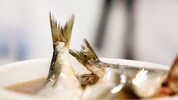 Traditioneller Heringsschmaus – doch warum nicht einmal ein heimischer Fisch? 