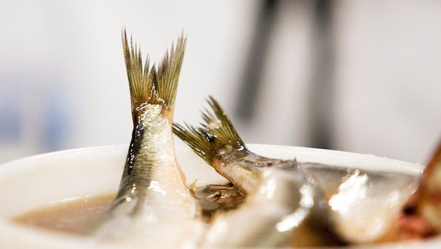 Traditioneller Heringsschmaus – doch warum nicht einmal ein heimischer Fisch?
