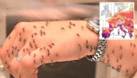 Der Klimawandel bringt das Tropenvirus näher: Auch Österreich ist davor nicht mehr sicher.