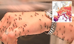 Der Klimawandel bringt das Tropenvirus näher: Auch Österreich ist davor nicht mehr sicher.