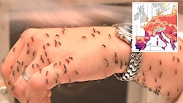Der Klimawandel bringt das Tropenvirus näher: Auch Österreich ist davor nicht mehr sicher.