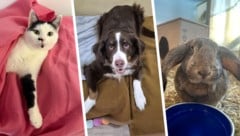 Heidi, Amelie und Cupcake warten noch auf ihre Lebensplätze bei liebevollen Menschen.