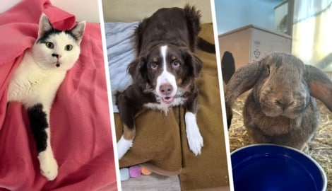 Heidi, Amelie und Cupcake warten noch auf ihre Lebensplätze bei liebevollen Menschen.