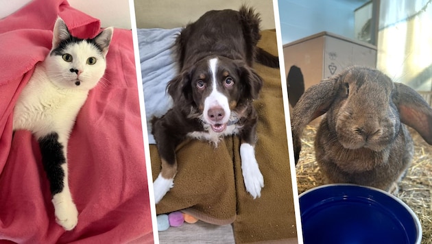 Heidi, Amelie und Cupcake warten noch auf ihre Lebensplätze bei liebevollen Menschen.