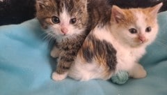 Wer könnte solchen süßen Samtpfoten ein Haar krümmen?