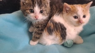 Wer könnte solchen süßen Samtpfoten ein Haar krümmen?