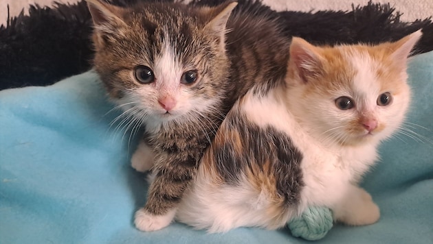 Wer könnte solchen süßen Samtpfoten ein Haar krümmen?
