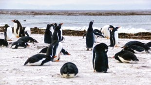 Auch Eselspinguine sind durch die aktuell grassierende Vogelgrippe-Variante gefährdet.  