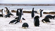 Auch Eselspinguine sind durch die aktuell grassierende Vogelgrippe-Variante gefährdet.  