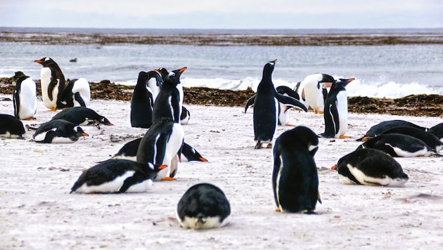 Auch Eselspinguine sind durch die aktuell grassierende Vogelgrippe-Variante gefährdet.