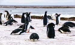 Auch Eselspinguine sind durch die aktuell grassierende Vogelgrippe-Variante gefährdet.
