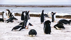 Auch Eselspinguine sind durch die aktuell grassierende Vogelgrippe-Variante gefährdet.  
