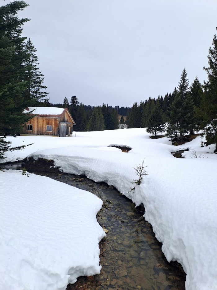 Mäandernder Bach im Kojenmoos.