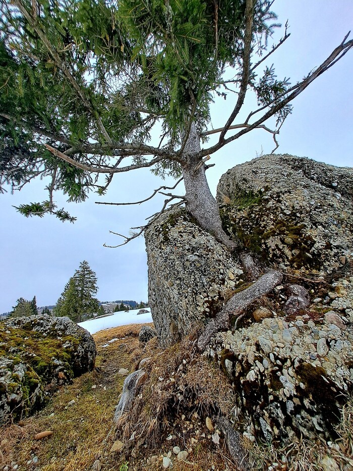 Ein Baum wächst aus dem Nagelfluhgestein.