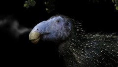 Künstlerische Darstellung: So dürfte der neu entdeckte Saurier ausgesehen haben.