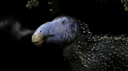 Künstlerische Darstellung: So dürfte der neu entdeckte Saurier ausgesehen haben.