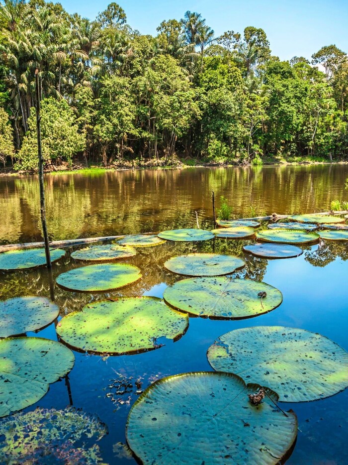 Die Stille trügt: Piranhas, Zitteraale, Rochen und Kaimane bewohnen den Amazonas.