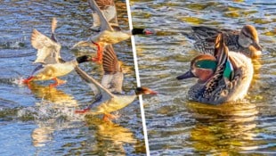 Gänsesäger und die bei uns schon selten gewordenen Krickenten sind derzeit in der Schwarza zu ...