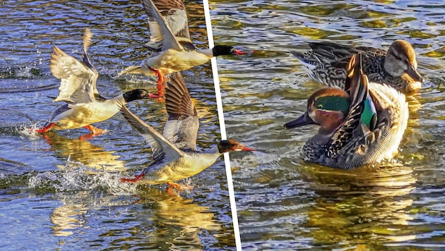 Gänsesäger und die bei uns schon selten gewordenen Krickenten sind derzeit in der Schwarza zu ...