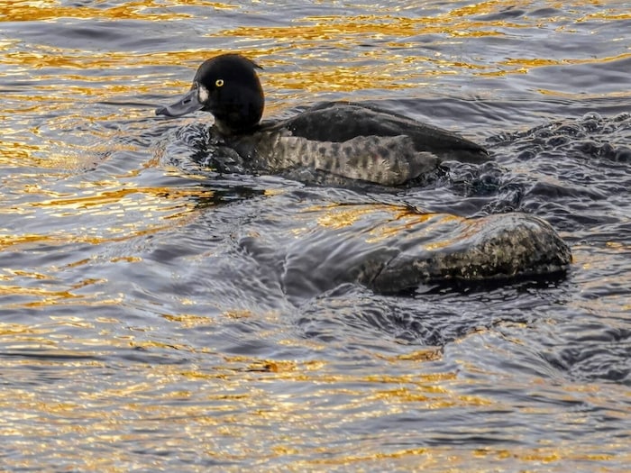 Schwarzhalstaucher ....