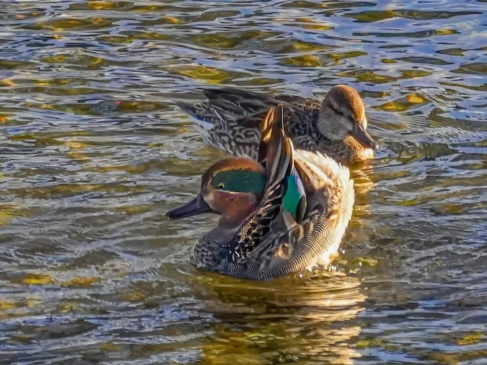 Weniger als 100 Brutpaare gibt es von den Krickenten derzeit in Österreich. Mindestens acht ...
