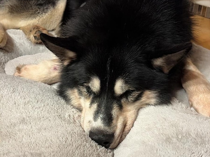 Der misshandelte Husky „Buba“.