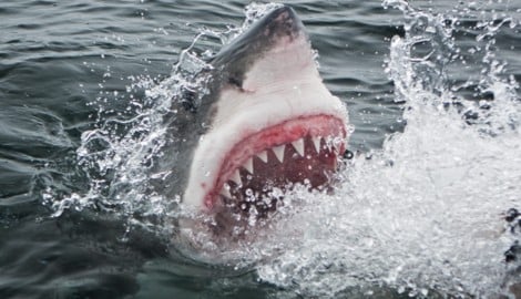 Seit dem Jahr 1791 gab es in den Gewässern rund um Australien mehr als 1280 Vorfälle zwischen ...