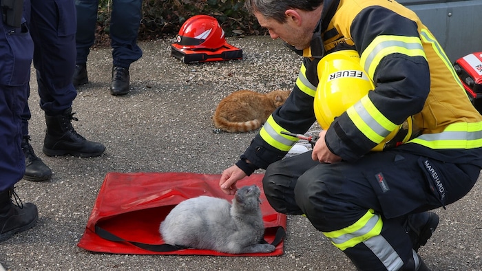 Zwei Katzen waren leider nicht so zutraulich. Alle vier Tiere wurden in Obhut der Tierrettung ...